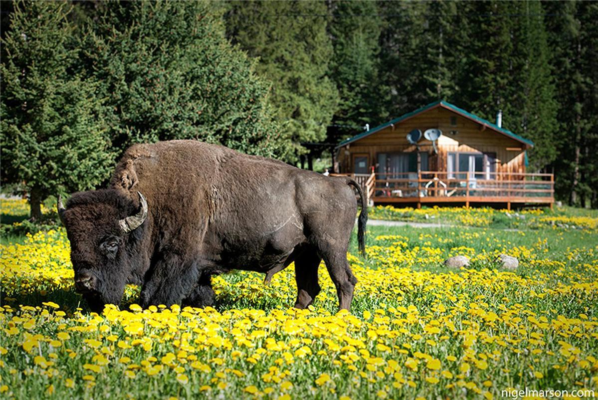 Silver Gate Lodging Cooke City Exteriér fotografie